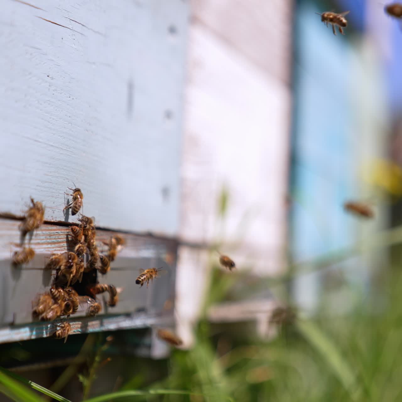 Beautiful insects slowly returning to their hive at daytime. Bees crowding at the enter slot of wooden hive. Close up. Blurred backdrop