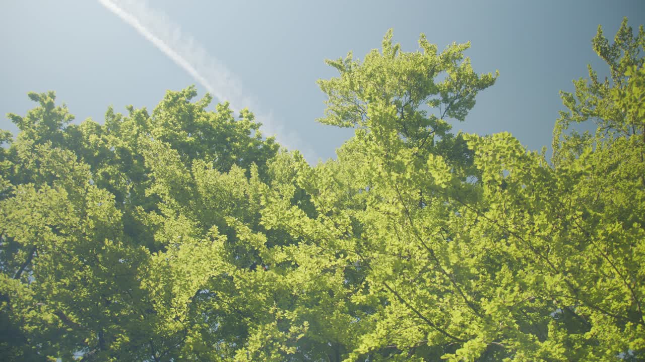 Treetops with blue sky and summer sun in Denmark. Slow pan