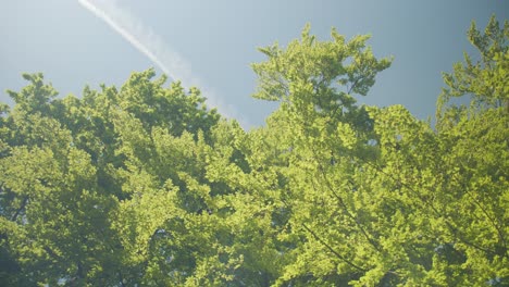 treetops with blue sky and summer sun in denmark. slow pan