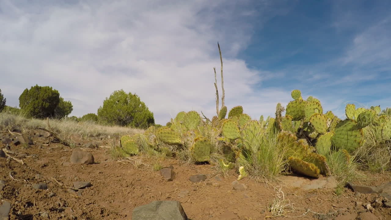 un lapso de tiempo panorámico de 360 grados entre los cactus, las rocas y la arena del desierto de arizona