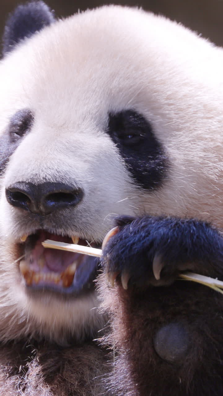A close up of a panda eating in vertical