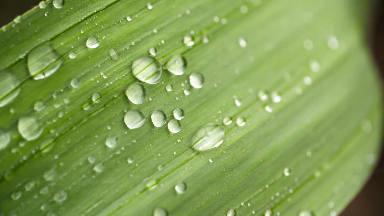 식물 잎에 물방울을 닫습니다