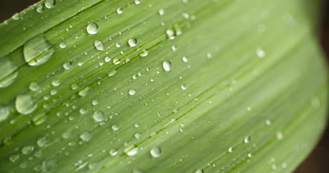 primer plano de las gotas de agua en las hojas de las plantas