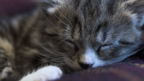 close up of cute tabby kitten asleep on blanket