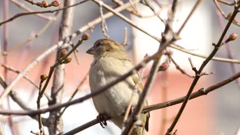 Beautiful-footage-of-a-house-sparrow-perched-on-a-budding-tree