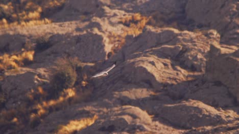 Halcón-Variable,-Un-Ave-De-Presa-Que-Cabalga-Sobre-Las-Térmicas-Mientras-Intenta-Encontrar-Su-Presa-Debajo,-Buteo-Poliosoma.