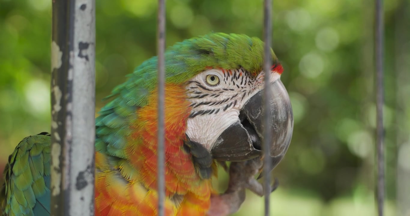 Velký zelený ara drží a louská vlašský ořech silným zahnutým zobákem v extrémním detailu uvnitř výběhu v Jeju Flower Bird Park Hwajoowon v Koreji.