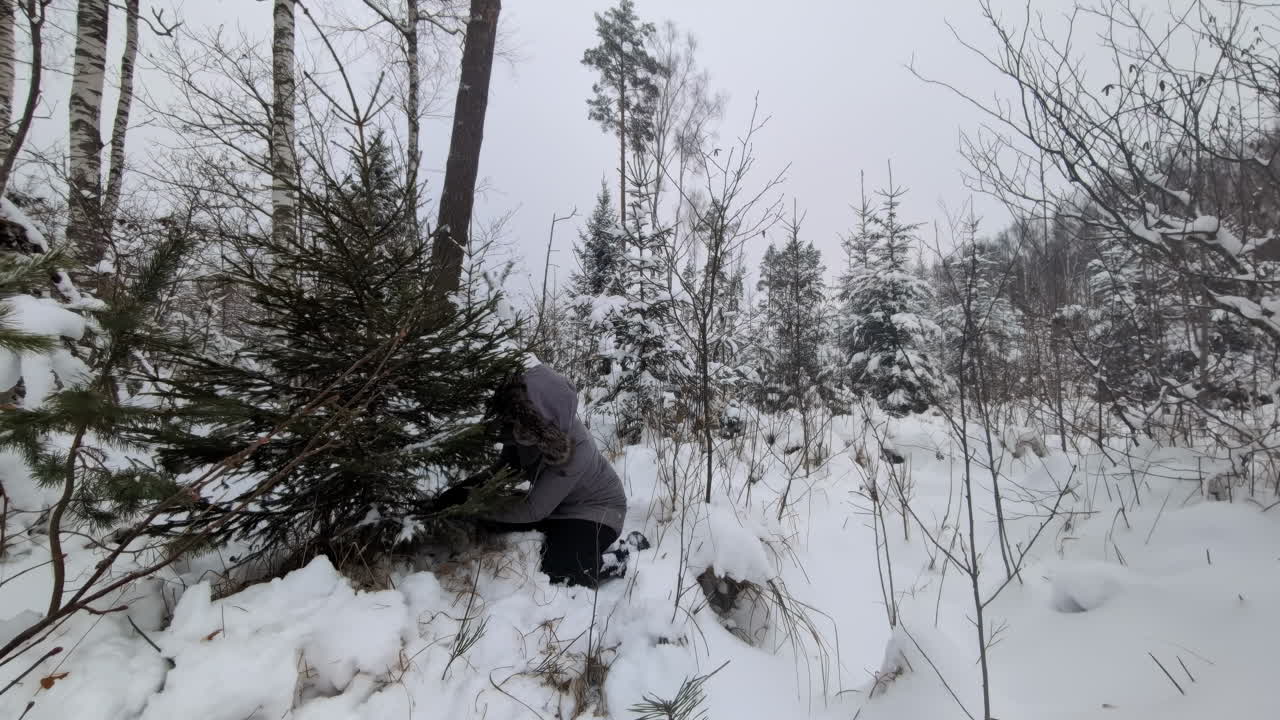 joven atractiva cortando un árbol de navidad