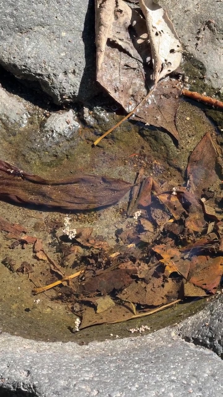 Acqua che gocciola in una piccola pozza rocciosa con foglie cadute