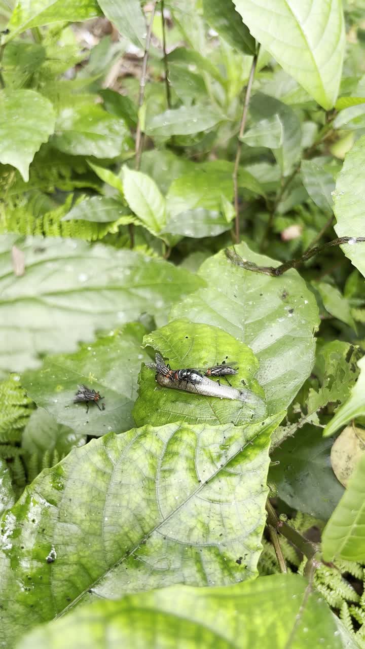 Primer plano de moscas en una hoja verde en la naturaleza