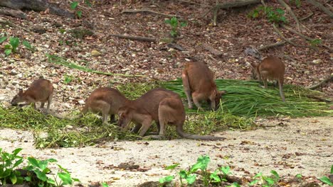 Mob-of-agile-wallabies,-macropus-agilis-busy-feeding-on-green-vegetations-on-the-ground,-native-Australian-wildlife-species