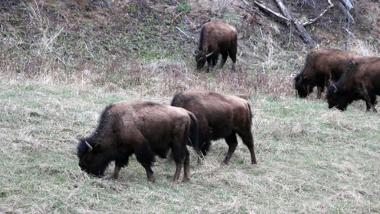 manada de bisontes de madera pastando a lo largo de la carretera de alaska