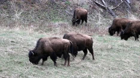 Manada-De-Bisontes-De-Madera-Pastando-A-Lo-Largo-De-La-Carretera-De-Alaska