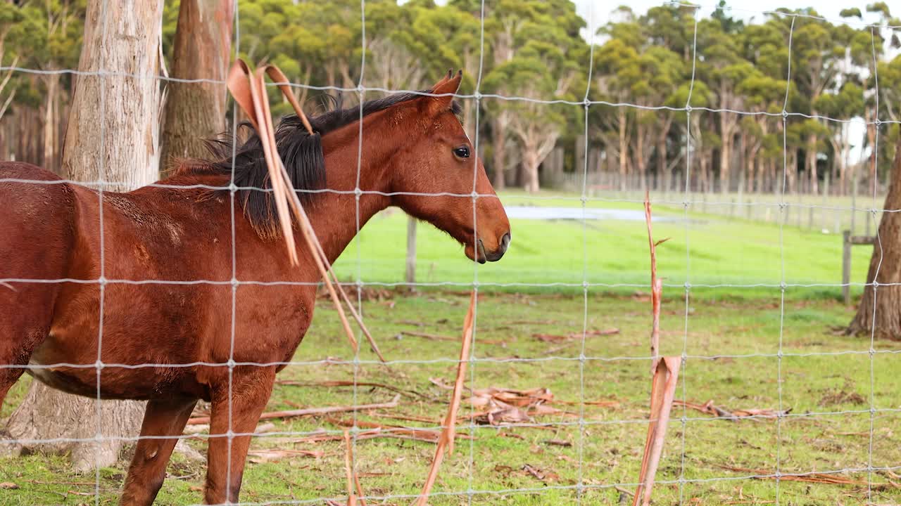 A horse stands calmly near a fence