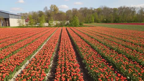 closely moving over orang tulipe field aerial