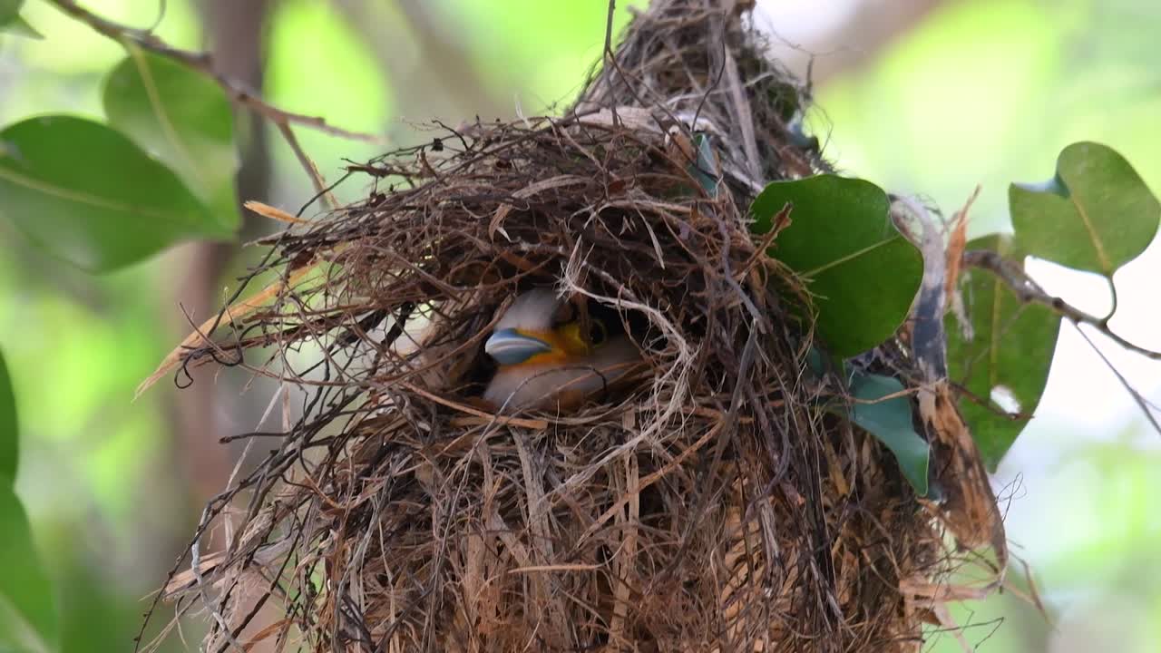 Il beccolargo dal petto argentato è un uccello famoso in Thailandia, sia a livello locale che internazionale.