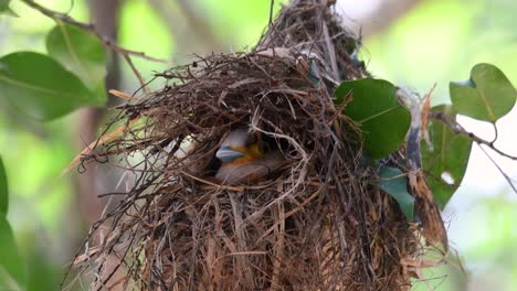 Der-Silberbrust-breitschnabel-Ist-Ein-Berühmter-Vogel-In-Thailand,-Sowohl-Lokal-Als-Auch-International