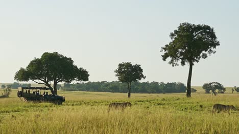 Toma-En-Cámara-Lenta-De-Un-Grupo-De-Leones-Caminando-Juntos-Sobre-El-Masai-Mara,-Trabajando-Juntos,-Ubicación-En-Movimiento,-Vida-Silvestre-Africana-En-Kenia,-Animales-De-Safari-Africanos-En-La-Conservación-Del-Norte-De-Masai-Mara