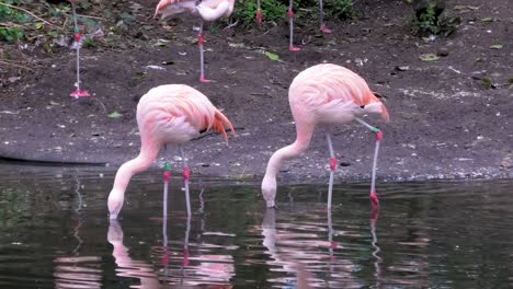 imágenes de dos flamencos de pie en el agua y bebiendo agua