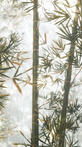 close up of bamboo stalks in a forest