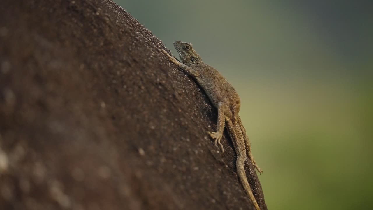 Close macro shot of a lizard on a tree in Gabon