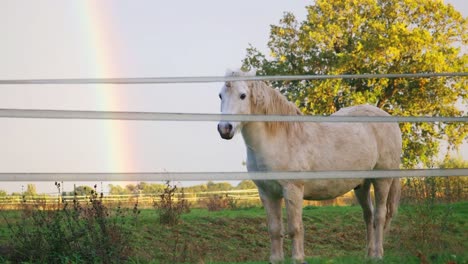 white horse in pasture with rainbow