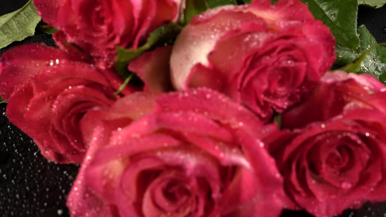 rosas rojas sobre un fondo negro
