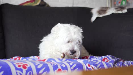 perro acostado en el sofá masticando golosina para mascotas