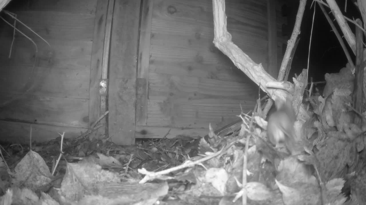 나무 쥐가 총에 맞았다가 다시 총에서 나갑니다.