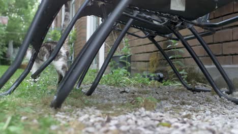 el gato macho marca el territorio.
