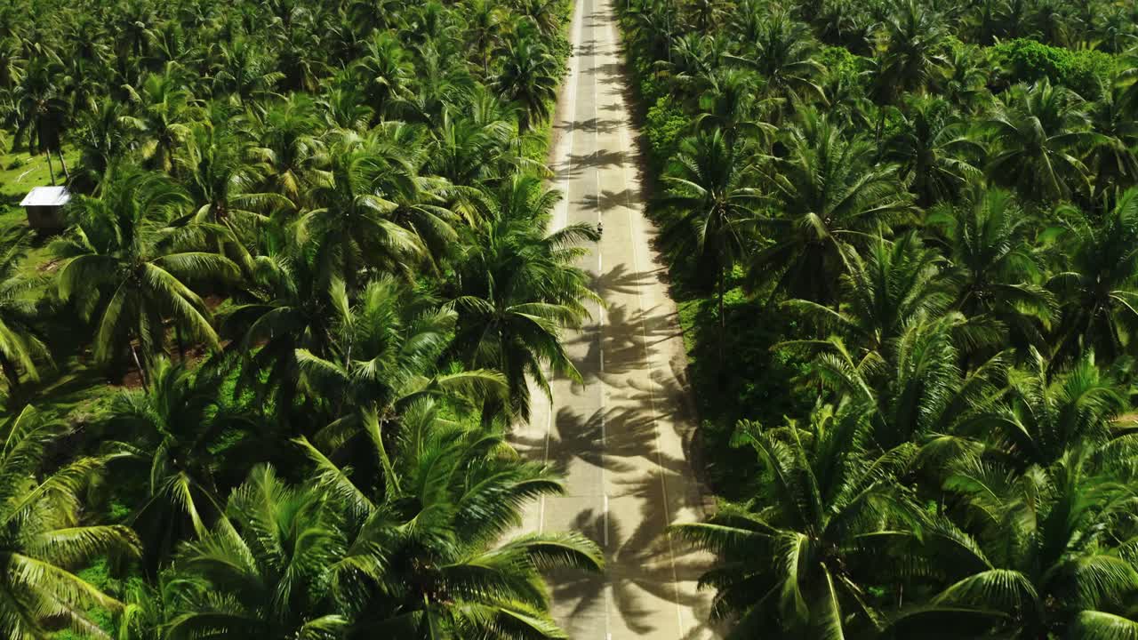 camino recto excepcional entre palmeras gruesas y una persona que monta un ciclomotor