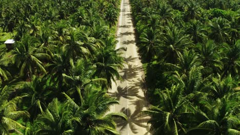 outstanding straight road among thick palm trees and a person riding a moped