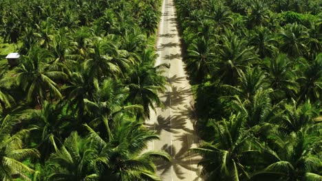 eccezionale strada diritta tra fitte palme e una persona in sella a un motorino