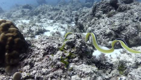 Ribbon-eel-swimming-over-coral-reef-searching-for-a-hide-out