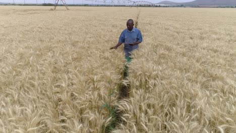 4k close-up zoom out aerial view of a black african farmer using a digital tablet and monitoring a wheat crop on a farm