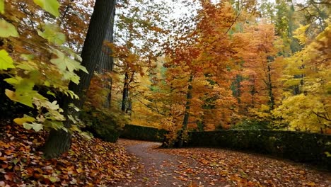 camino del bosque de otoño