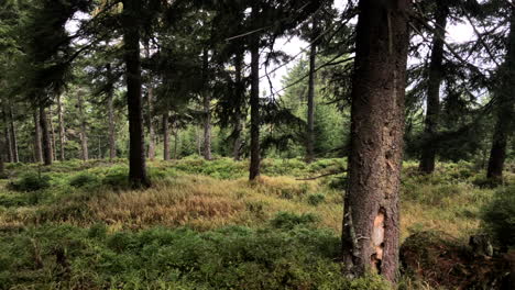 virgin forest in the mountains