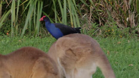 Australasiatisches-Sumpfhuhn,-Das-Auf-Dem-Grünen-Gras-Spazieren-Geht-Und-An-Einem-Paar-östlicher-Grauer-Kängurus-Vorbeikommt---Porphyrio-Melanotus-Und-Macropus-Giganteus---Qld,-Australien---Kamerafahrt