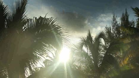 palmas de la luz del sol0