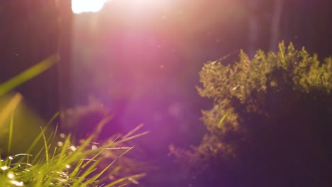 slow-motion-shot-of-a-forest-with-flies-and-flares