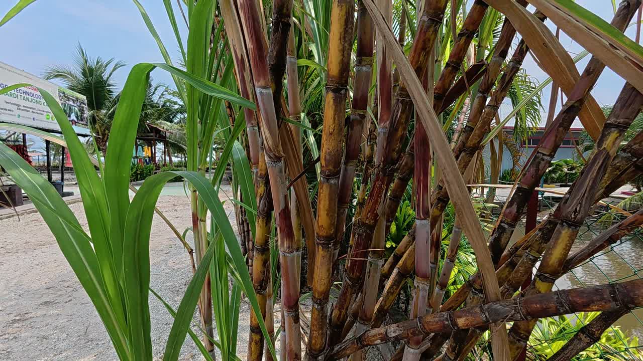 A dense cluster of mature sugarcane plants ready for harvest. The lush stalks are grown to extract their juice, which can be processed or consumed directly for its natural sweetness