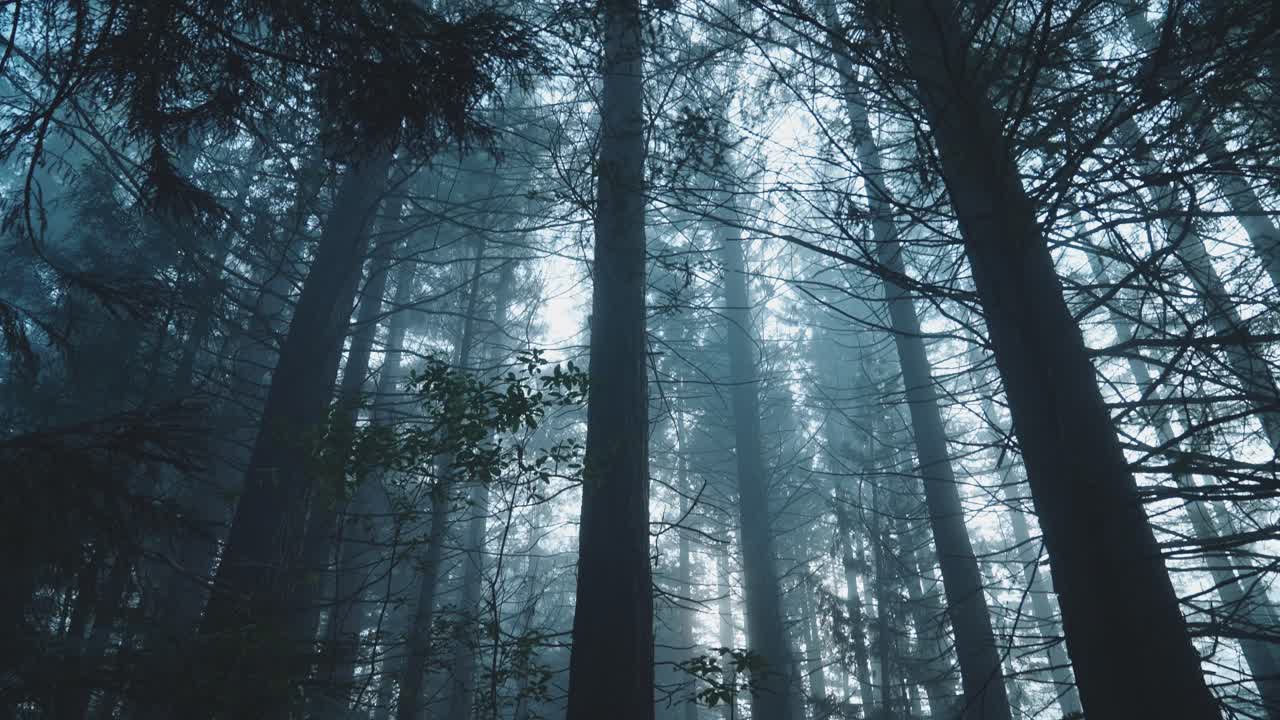 Cinematic haunting beauty of spooky forest with foggy atmosphere, low angle, halloween horror