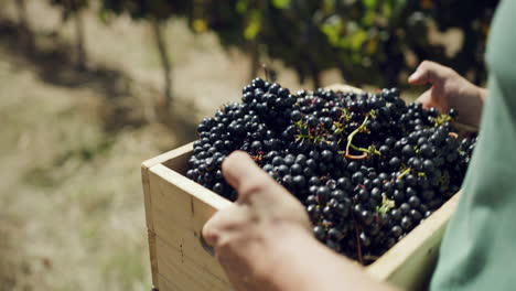 la cosecha de uvas en un viñedo