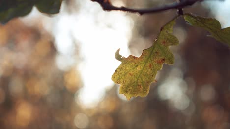 hoja en la rama de un árbol con la luz del sol en el fondo