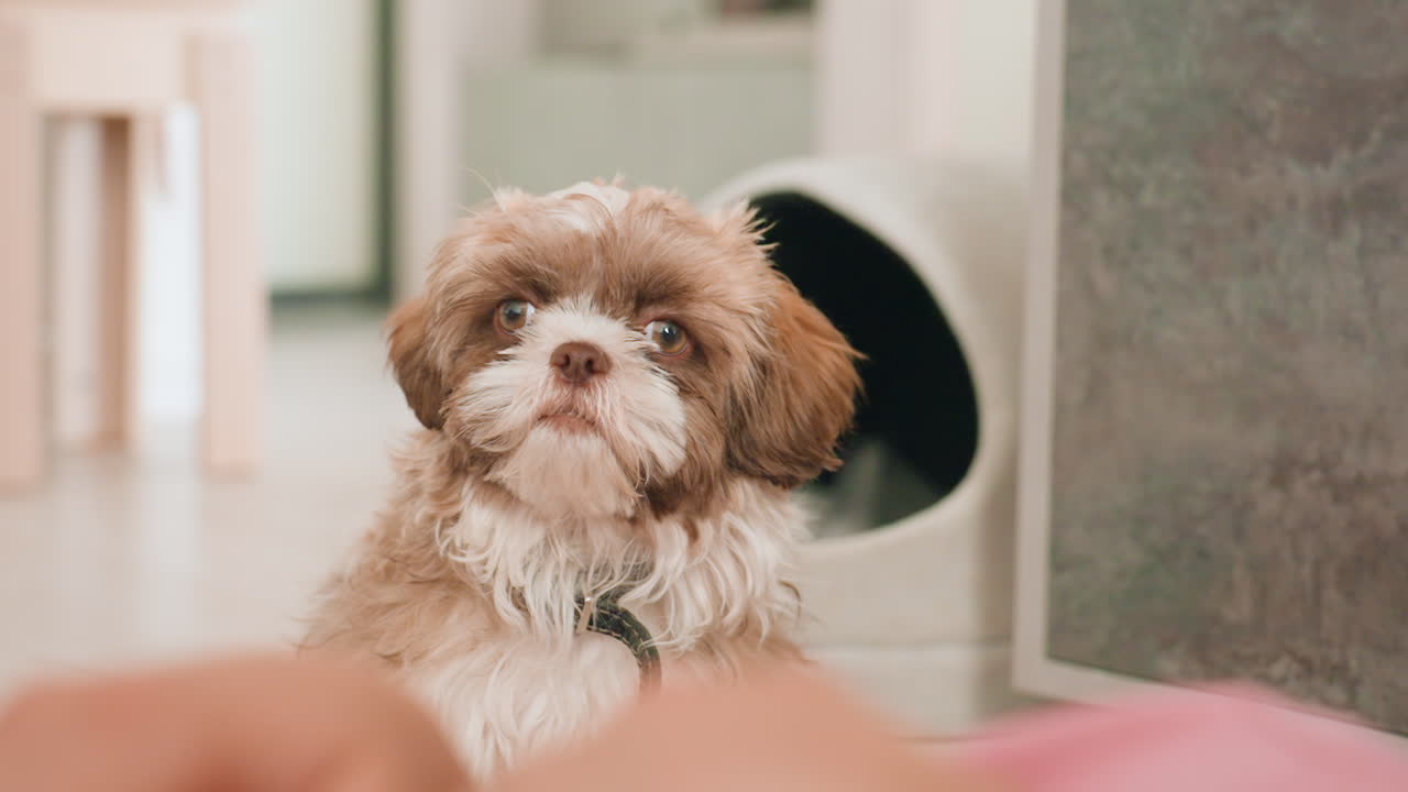 Dog And Woman, Indoor Shot Featuring Woman With Puppy, Intimate Indoor Portrait Of Woman And Adorable Puppy, Soulful Woman With Fluffy Puppy Captured In Warm Indoor Lighting Atmosphere