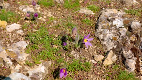 Purple-Pasqueflowers-Blooming-On-Ground-In-Spring