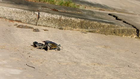 mud crab scuttles across sand towards the sea