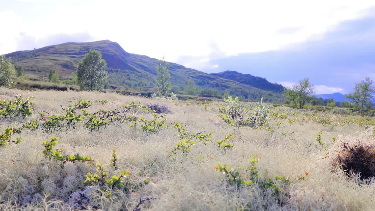 la tundra ártica, la hermosa naturaleza, el paisaje natural de noruega.