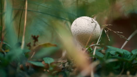 White-mushroom-forest-background-in-closeup-light-woods-in-autumn-leaf-lawn.