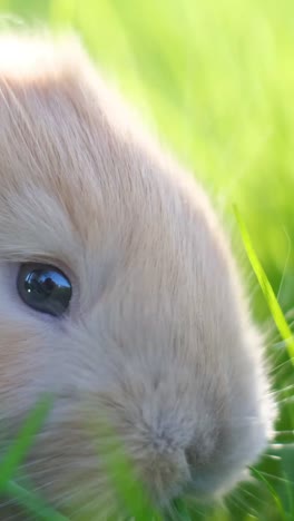 close-up of a cute bunny's eye in green grass